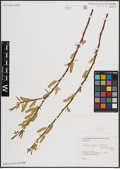 Foto von Salix excelsa S. G. Gmel.
